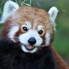 kleiner roter Panda