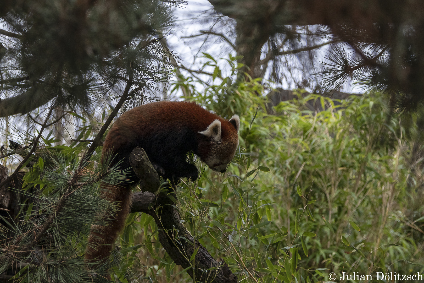 Kleiner Roter Panda