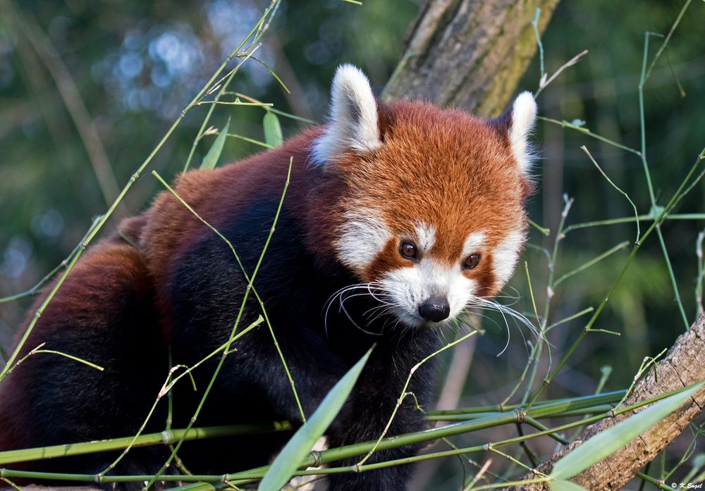 Kleiner roter Panda 