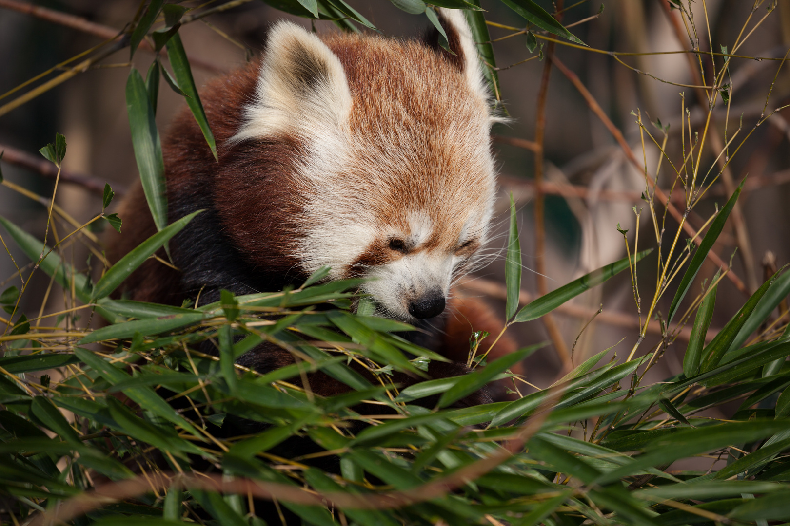 kleiner roter Panda