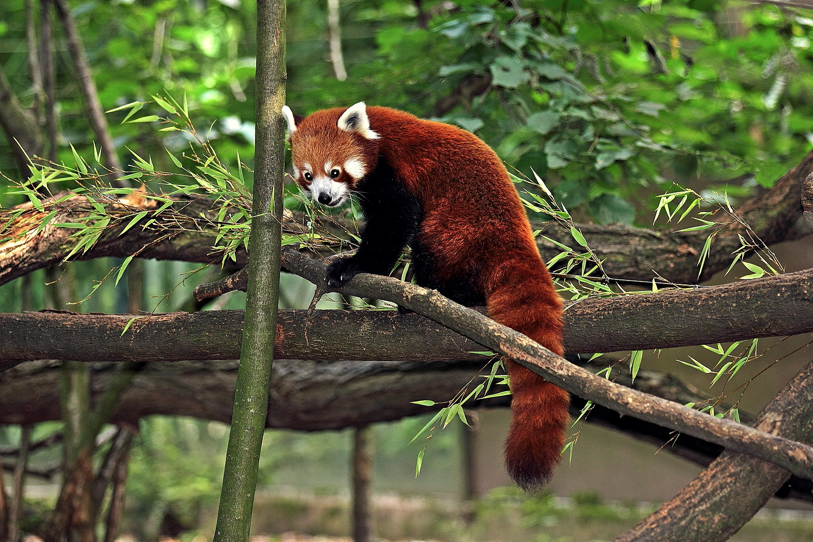 Kleiner "roter" Panda