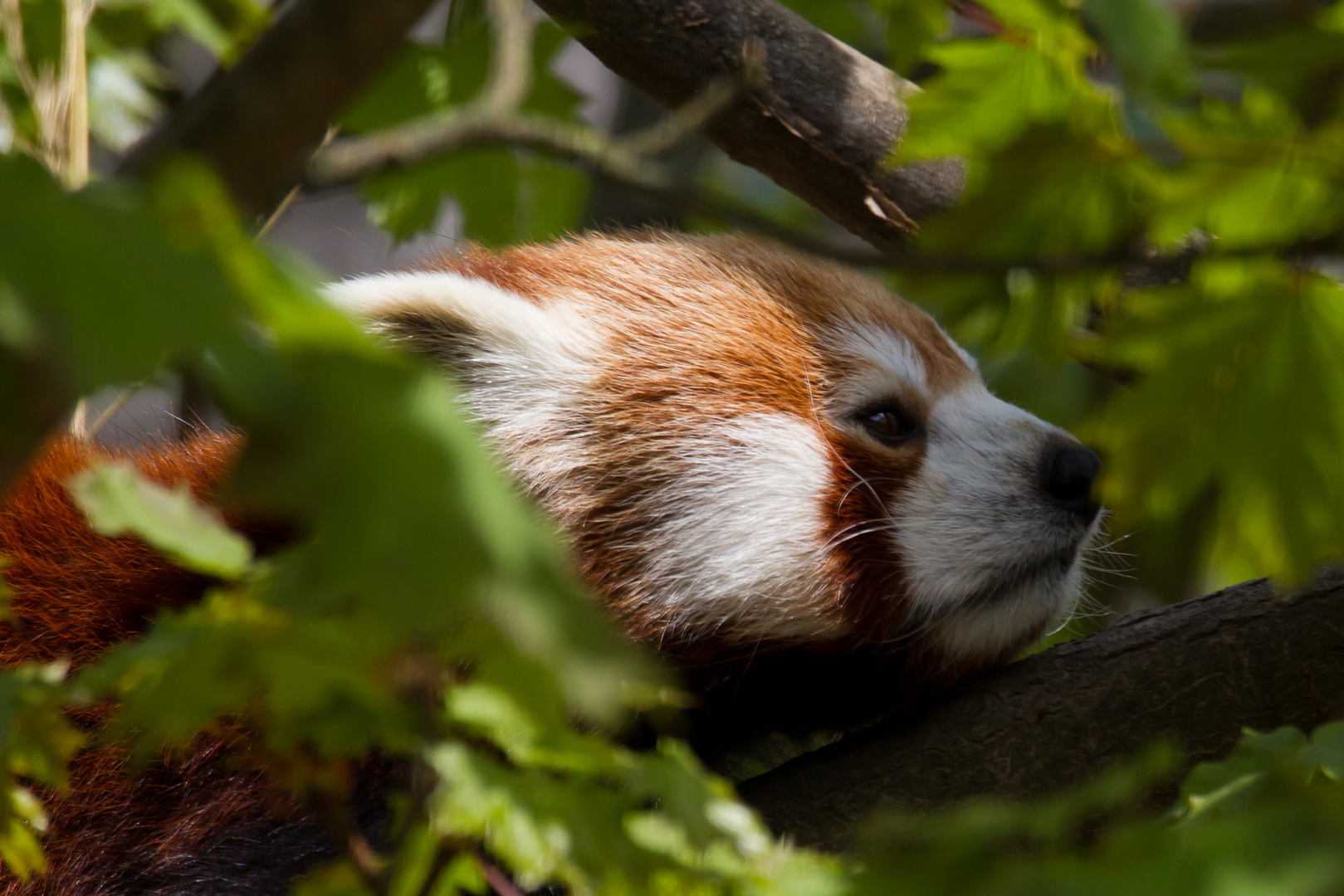 Kleiner Roter Panda