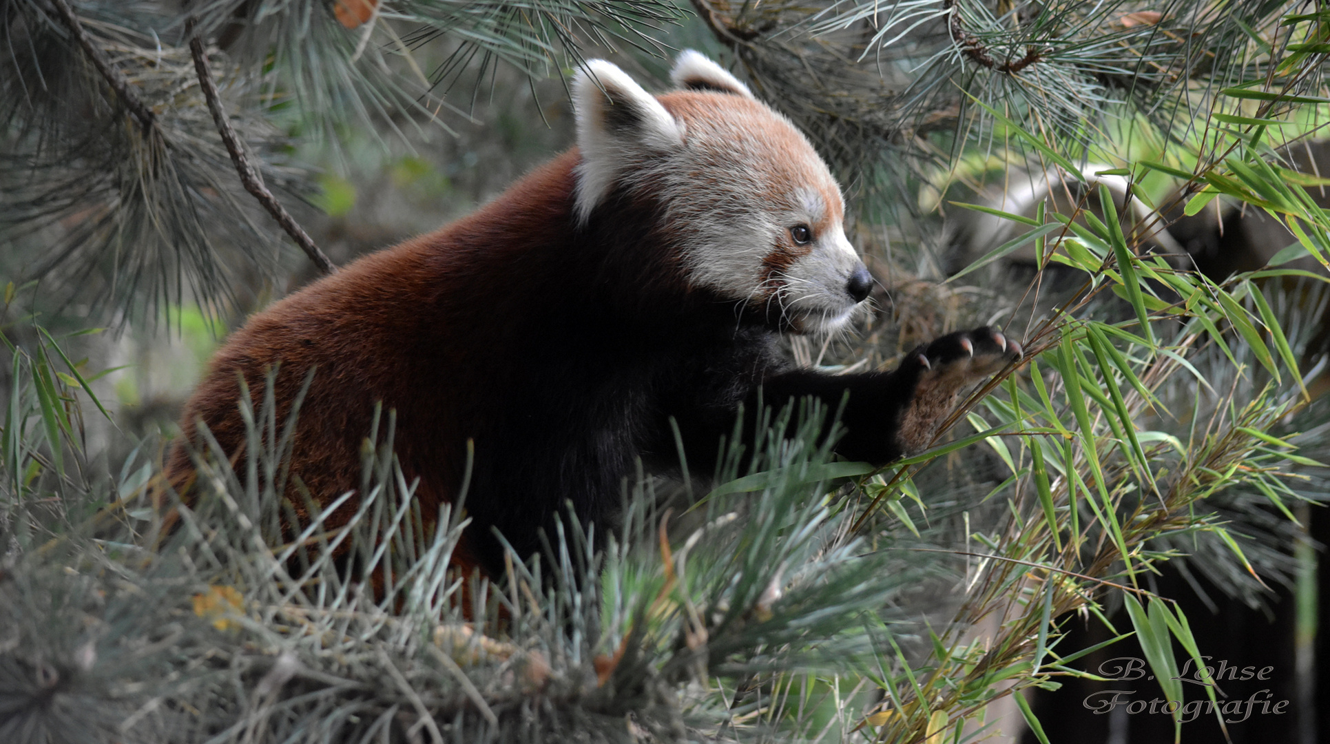 Kleiner roter Panda