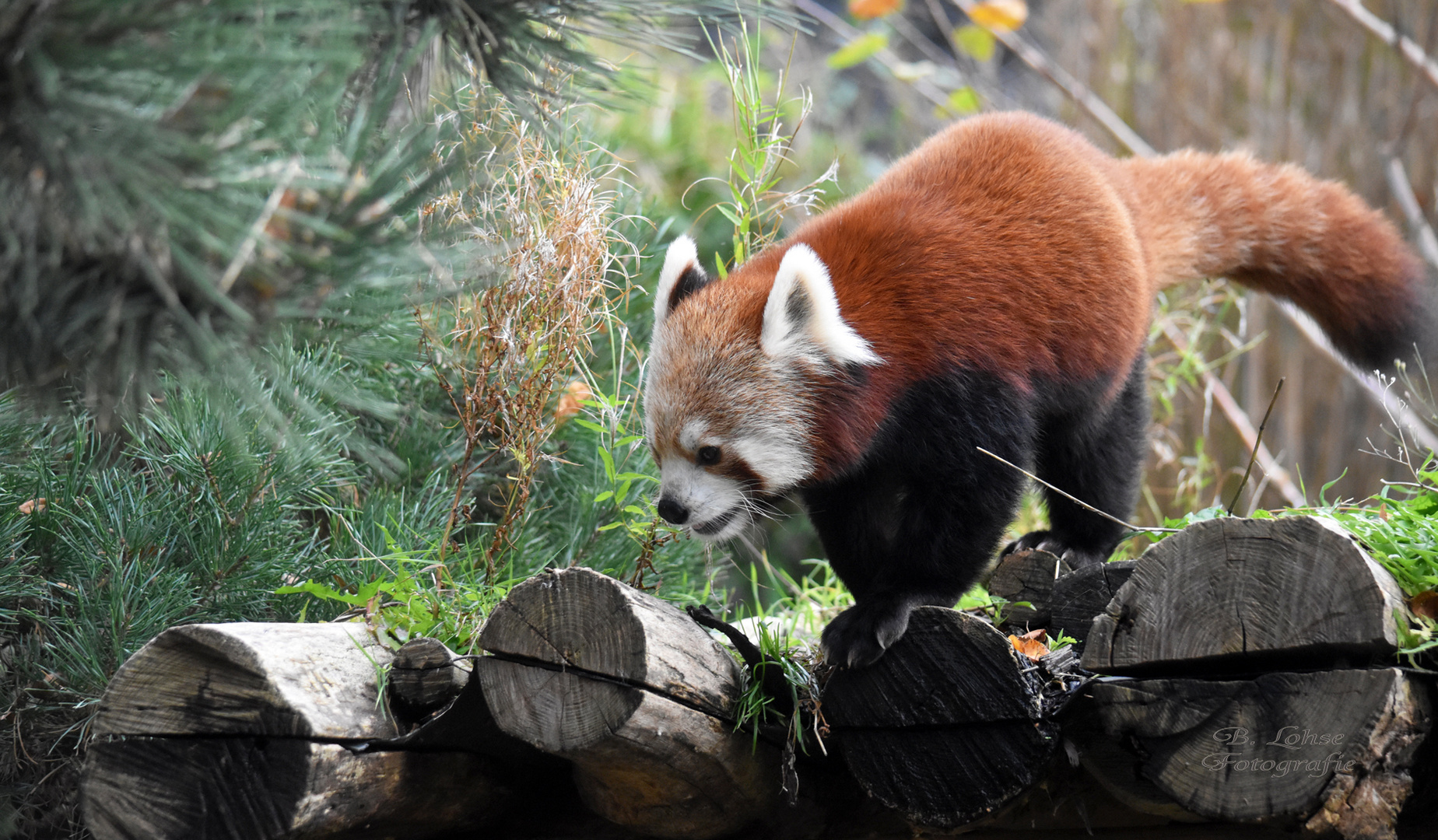 Kleiner roter Panda