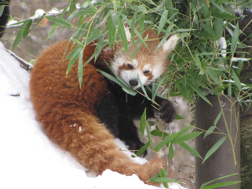 Kleiner roter Panda.