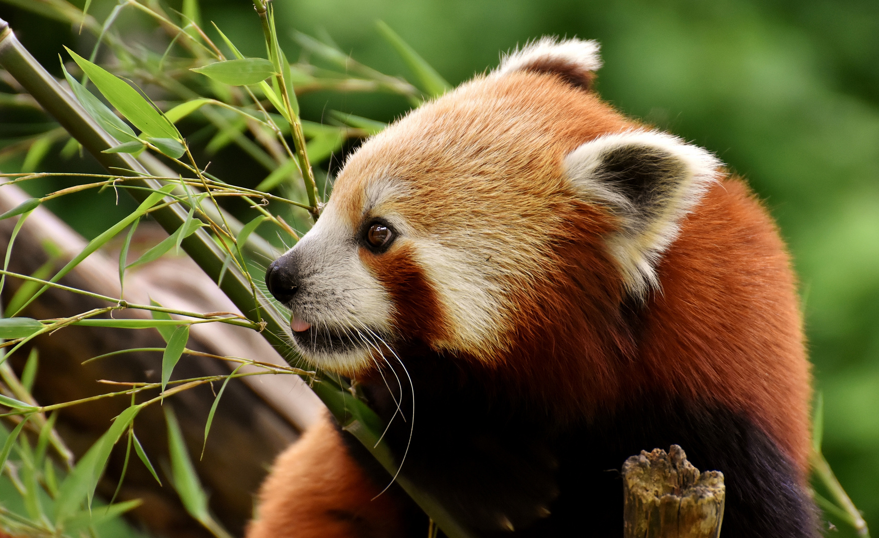 Kleiner roter Panda