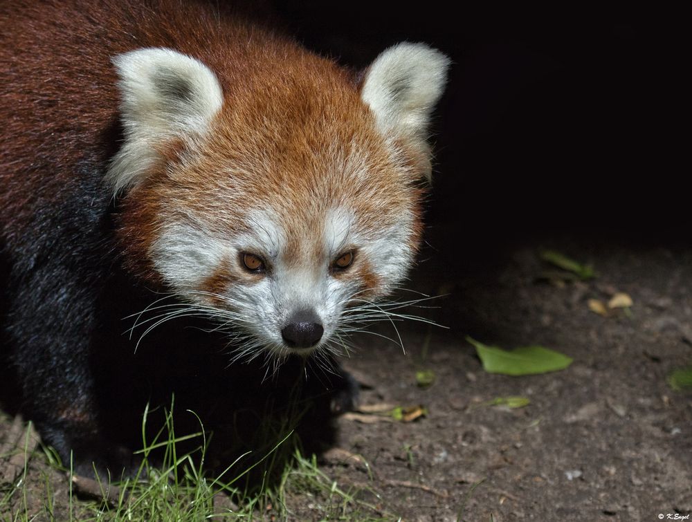 Kleiner roter Panda