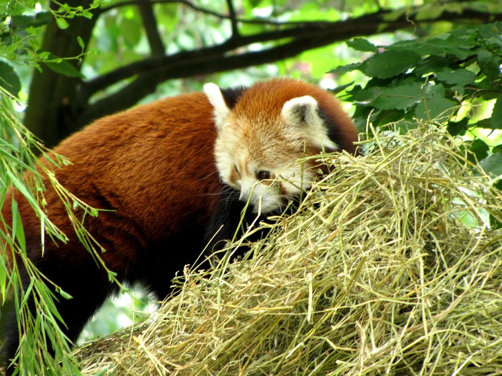 Kleiner roter Panda