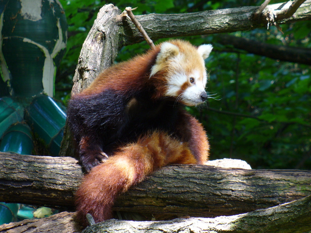 Kleiner roter Panda