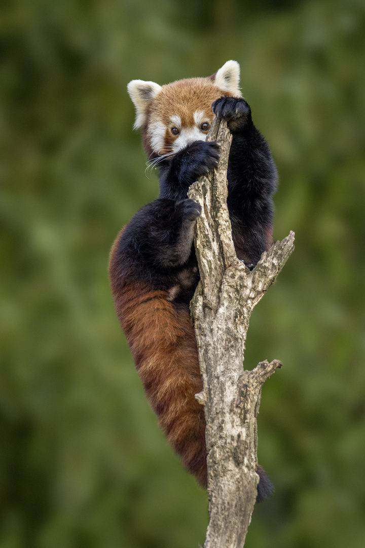 Kleiner roter Panda ...