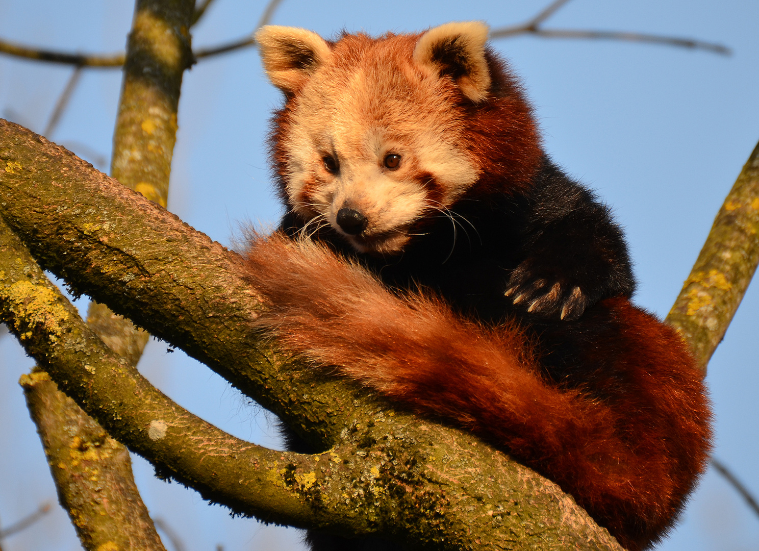 kleiner roter panda