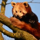 kleiner roter panda