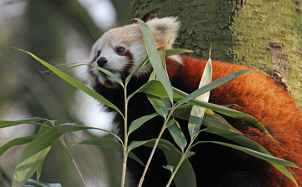 Kleiner roter Panda in Krefeld 1