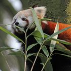Kleiner roter Panda in Krefeld 1