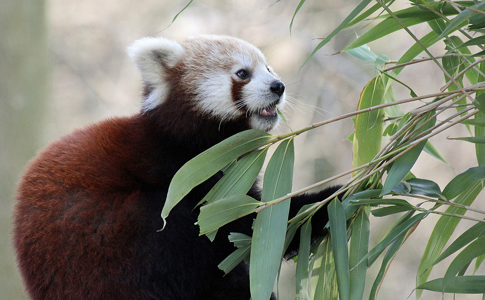 Kleiner roter Panda in Krefeld 2