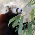 Kleiner roter Panda in Krefeld 2