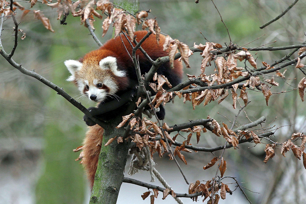 Kleiner roter Panda in Krefeld