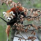 Kleiner roter Panda in Krefeld