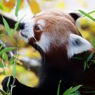 Kleiner roter Panda Kung Fu