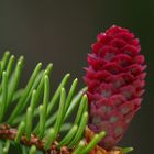 Kleiner roter Tannenzapfen