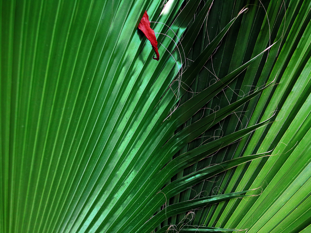 Kleiner roter Vorwitz