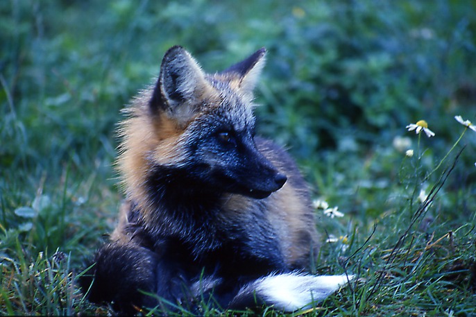 Kleiner Rotfuchs