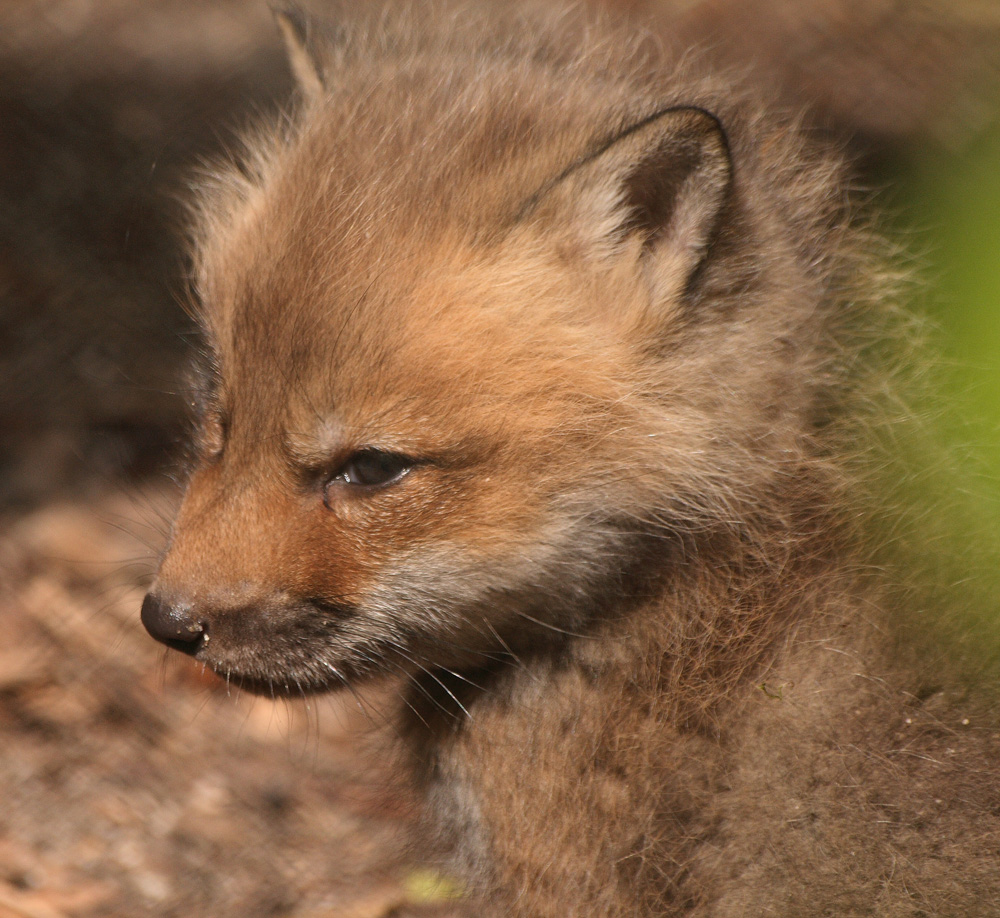 Kleiner Rotfuchs