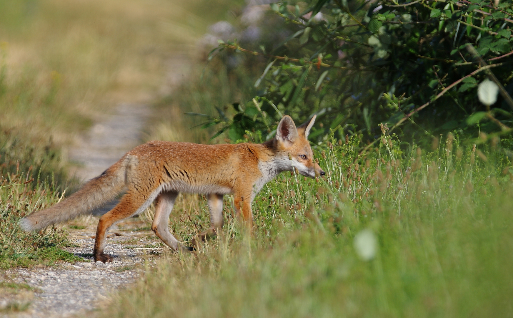 kleiner Rotfuchs