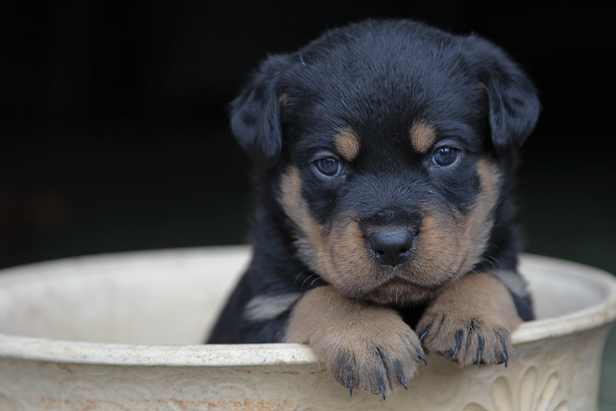 kleiner Rotti