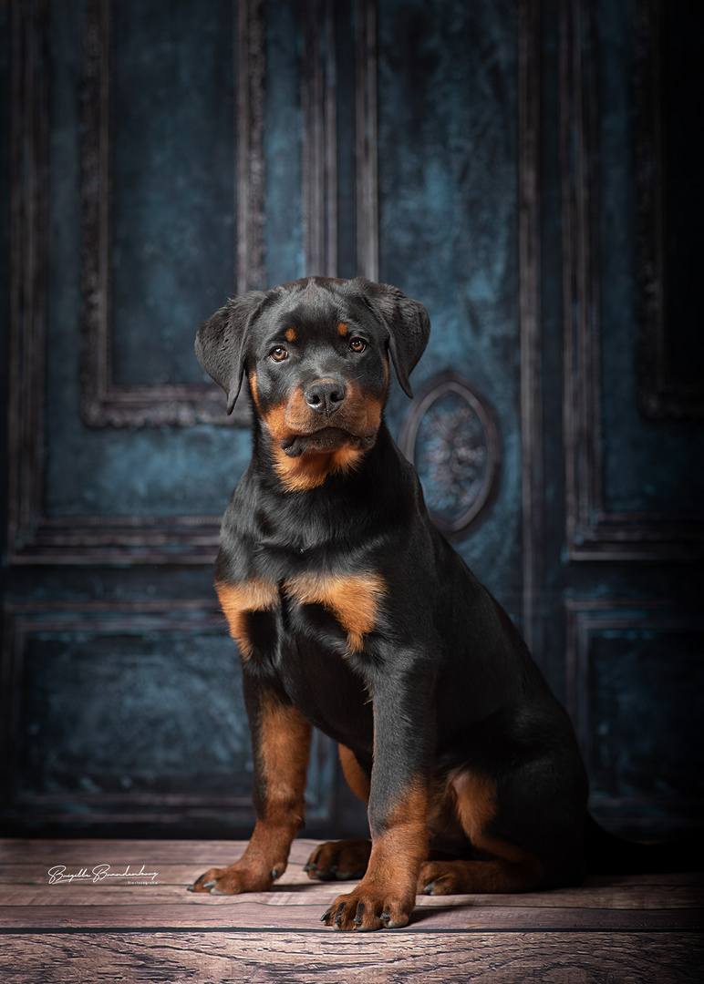 Kleiner Rottweiler 