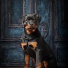 Kleiner Rottweiler 