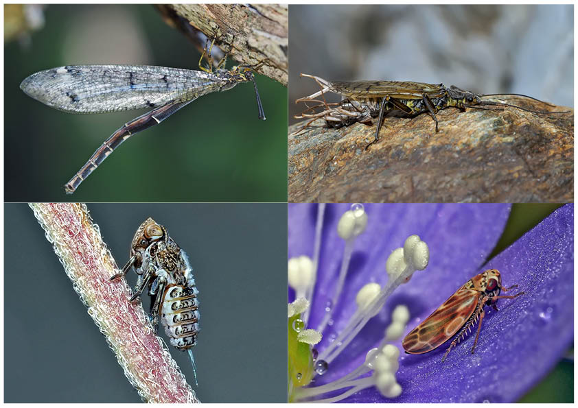 Kleiner Rückblick in meine Insektenwelt. (1) - Un regard en arrière dans le monde de mes insectes.