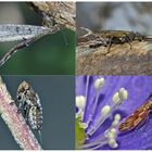 Kleiner Rückblick in meine Insektenwelt. (1) - Un regard en arrière dans le monde de mes insectes.