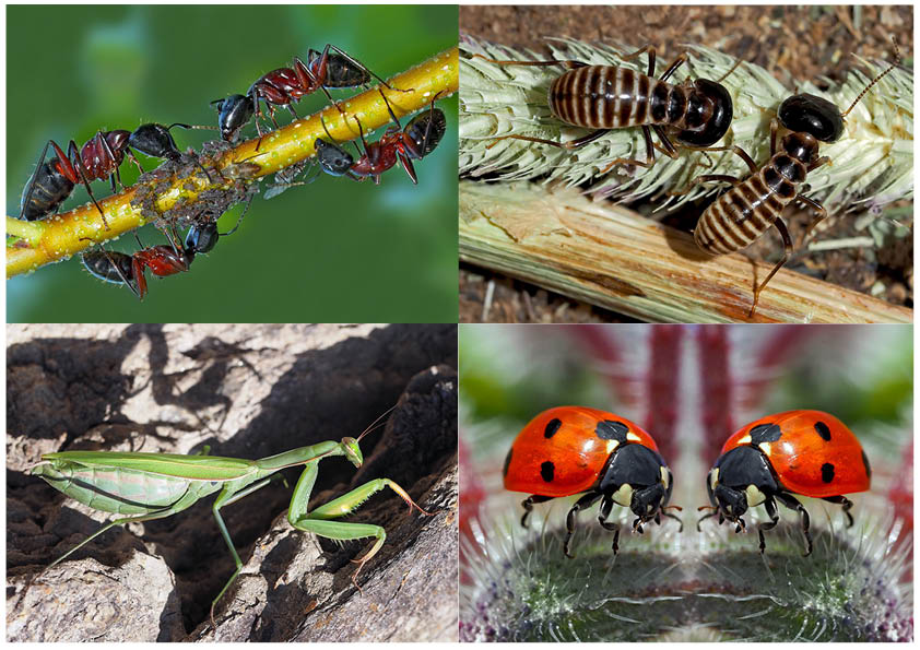 Kleiner Rückblick in meine Insektenwelt. (10) - Un regard en arrière dans le monde de mes insectes.