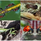 Kleiner Rückblick in meine Insektenwelt. (10) - Un regard en arrière dans le monde de mes insectes.