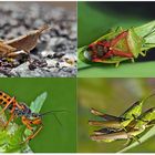 Kleiner Rückblick in meine Insektenwelt. (11) - Un regard en arrière dans le monde de mes insectes.