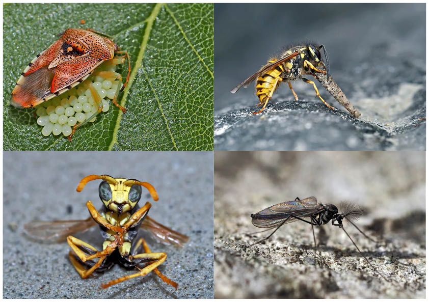 Kleiner Rückblick in meine Insektenwelt. (12) - Un regard en arrière dans le monde de mes insectes.