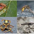 Kleiner Rückblick in meine Insektenwelt. (12) - Un regard en arrière dans le monde de mes insectes.