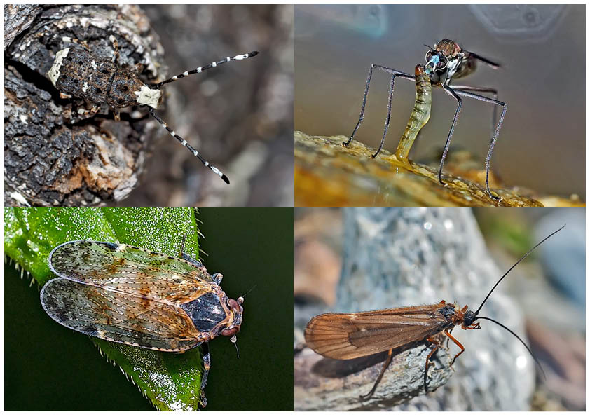 Kleiner Rückblick in meine Insektenwelt. (13) - Un regard en arrière dans le monde de mes insectes.