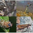 Kleiner Rückblick in meine Insektenwelt. (13) - Un regard en arrière dans le monde de mes insectes.