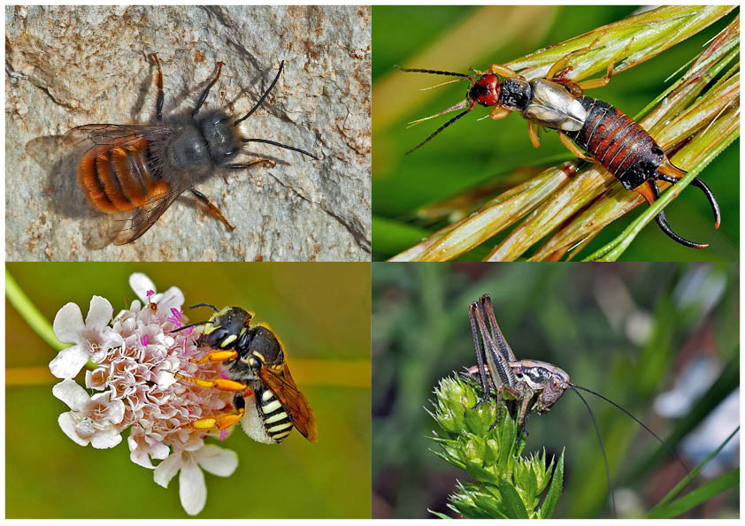 Kleiner Rückblick in meine Insektenwelt. (14) - Un regard en arrière dans le monde de mes insectes. 