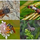 Kleiner Rückblick in meine Insektenwelt. (14) - Un regard en arrière dans le monde de mes insectes. 