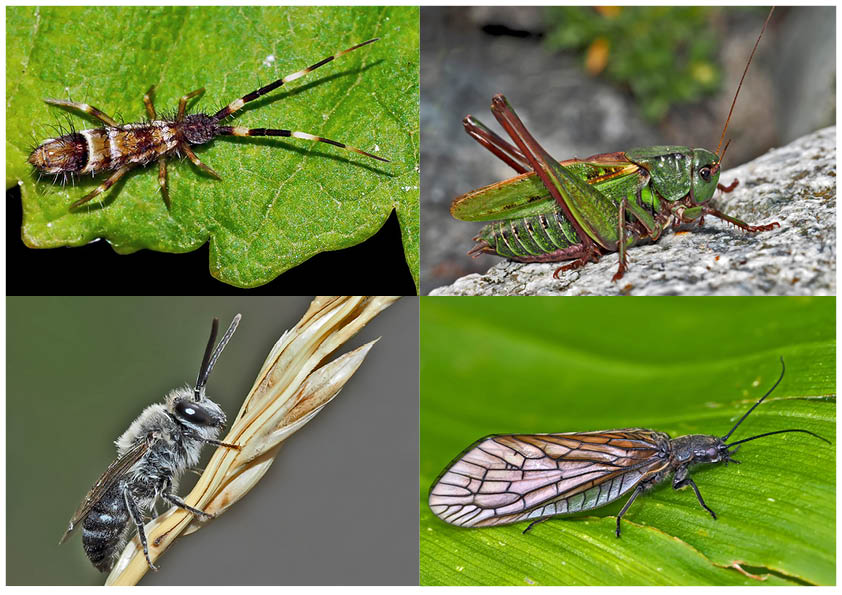 Kleiner Rückblick in meine Insektenwelt. (15) - Un regard en arrière dans le monde de mes insectes.