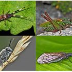 Kleiner Rückblick in meine Insektenwelt. (15) - Un regard en arrière dans le monde de mes insectes.