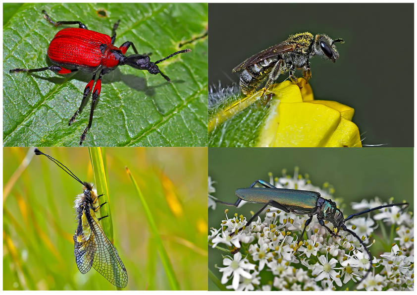 Kleiner Rückblick in meine Insektenwelt. (16) - Un regard en arrière dans le monde de mes insectes.