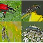 Kleiner Rückblick in meine Insektenwelt. (16) - Un regard en arrière dans le monde de mes insectes.