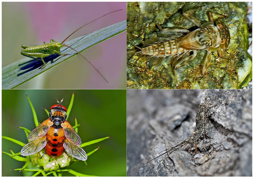 Kleiner Rückblick in meine Insektenwelt. (17) - Un regard en arrière dans le monde de mes insectes.