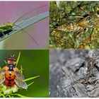 Kleiner Rückblick in meine Insektenwelt. (17) - Un regard en arrière dans le monde de mes insectes.