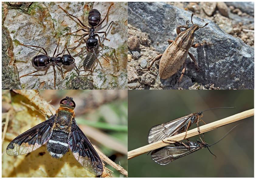 Kleiner Rückblick in meine Insektenwelt. (18) - Un regard en arrière dans le monde de mes insectes.