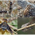 Kleiner Rückblick in meine Insektenwelt. (18) - Un regard en arrière dans le monde de mes insectes.